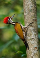 Datel zlatohrbety - Dinopium javanense - Common Flameback o3834